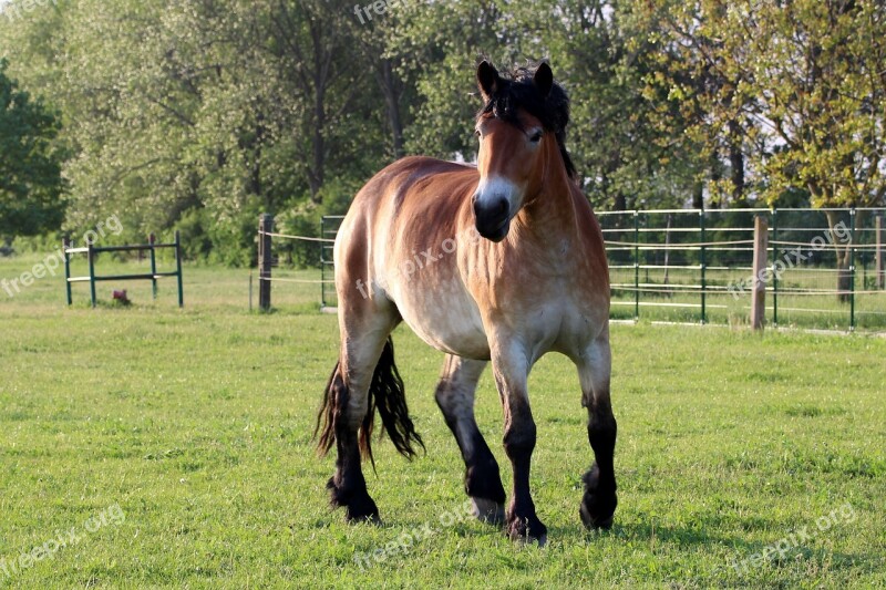 Horse Kaltblut Mare Pasture Paddock