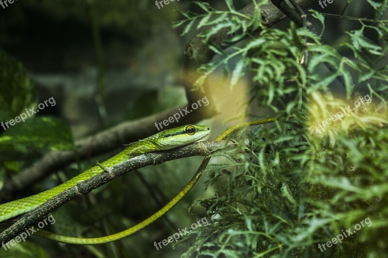 Snake Herbivorous Zoo Free Photos