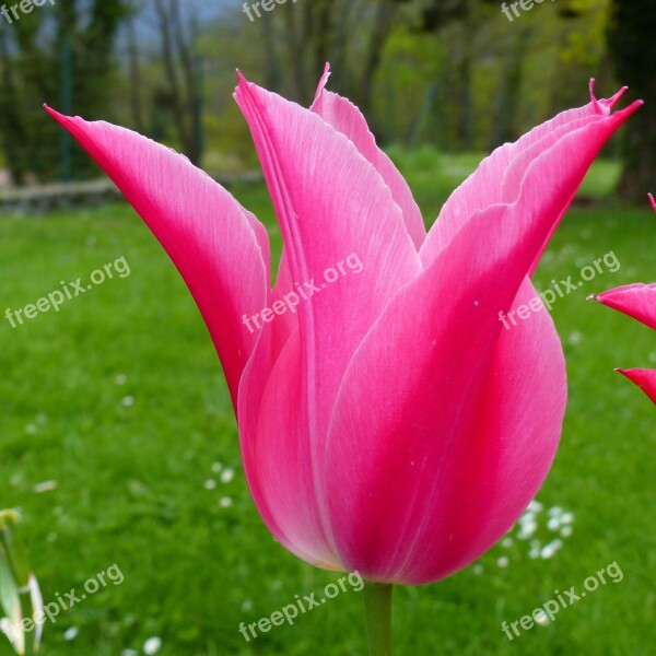 Flower Macro Nature Tulip Red