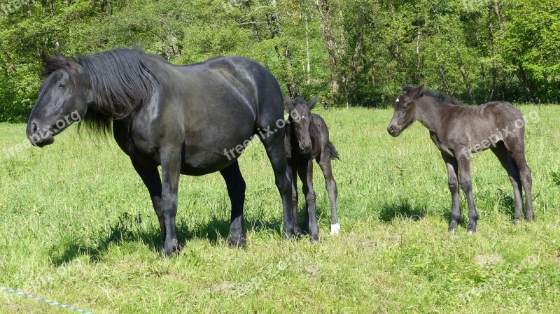 Annimal Merens Horses Foal Mare Free Photos