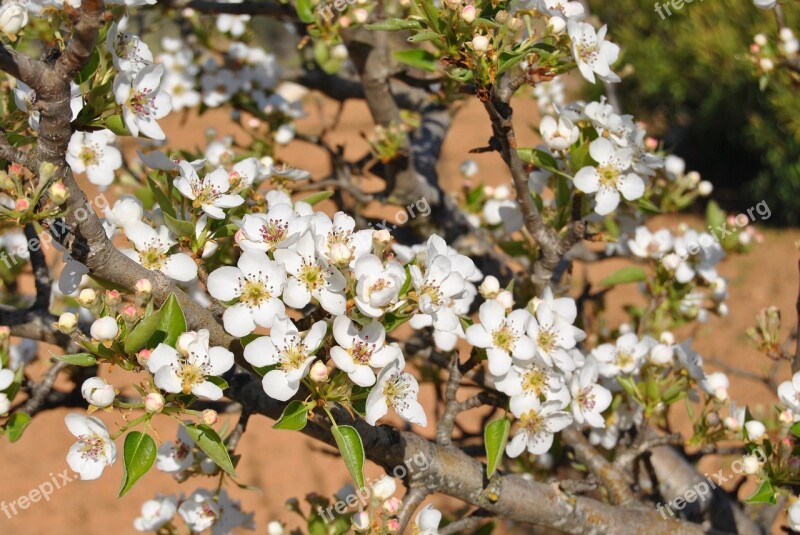 Tree Fruit Flowers Spring Field