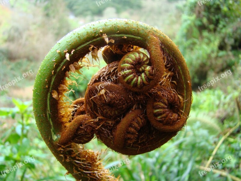 Fern Plant Garden Nature Tree-fern