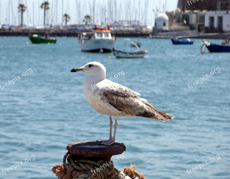 Seagull Sea Atlantic Cascais Portugal