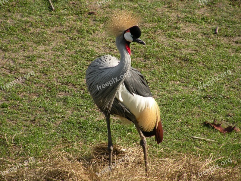 Bird Crested Nature Wildlife Wild