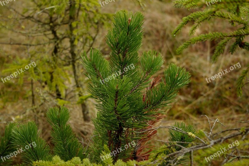 Pine Nature Mountain Pine Landscape Free Photos