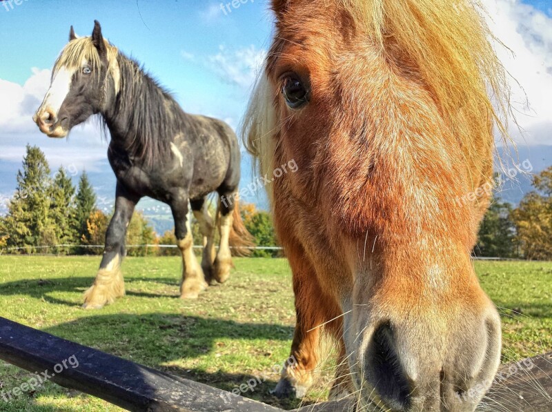 The Horse Koník Horses Animals Mountains