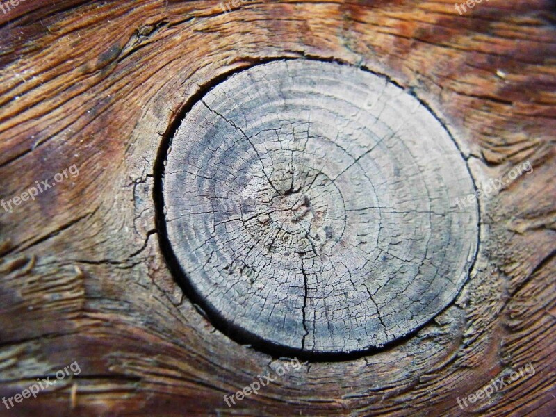 Knot Rings Board Age Old Wood