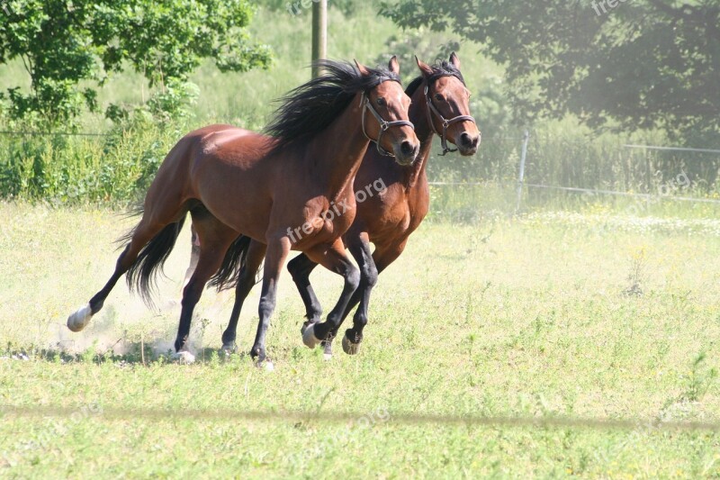 Horses Gallop Trotters Warmblood Free Photos