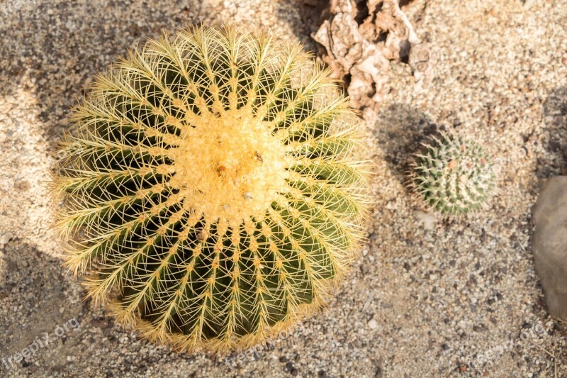 Cactus Sting Plant Nature Green