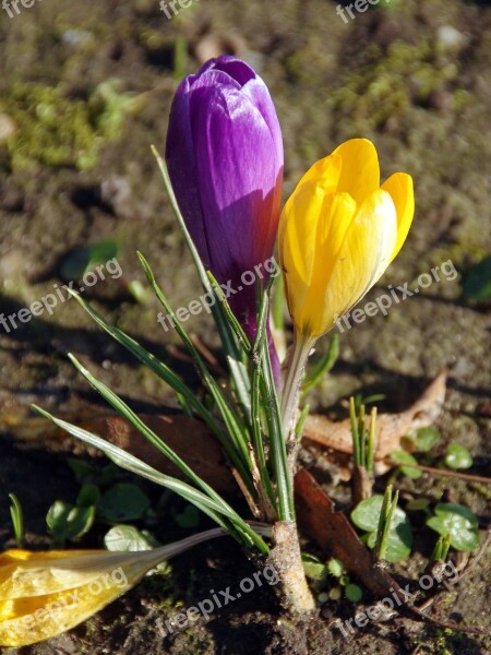 Crocus Yellow Flower Purple Flower Spring Color