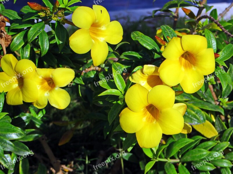 Yellow Flowers Flower Carpet Botany Vegetation Blossomed