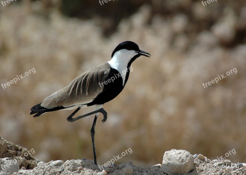 Kirsehir Wild Birds Lapwing Free Photos