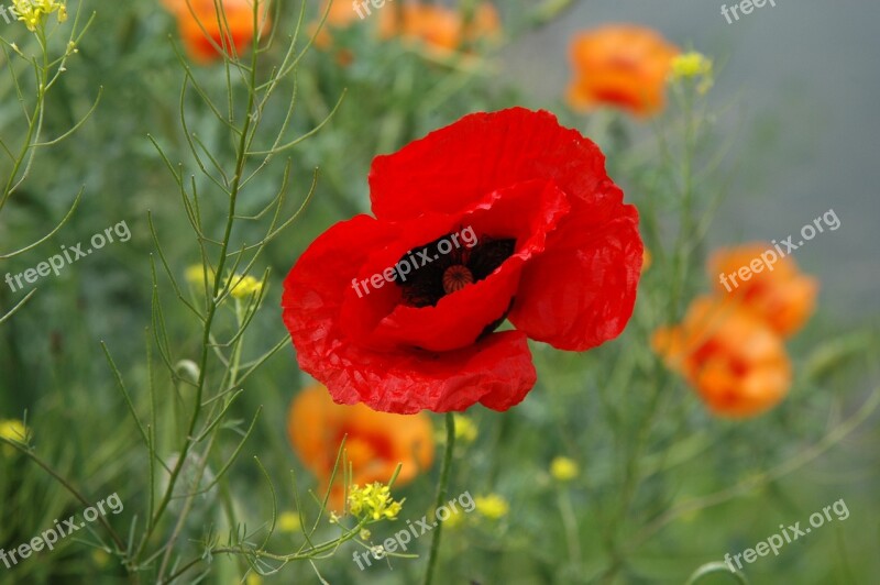 Spring Wild Red Poppy Free Photos