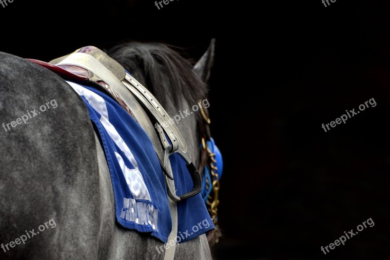 Horse Arlington Park Arlington Horse Racing Thoroughbred