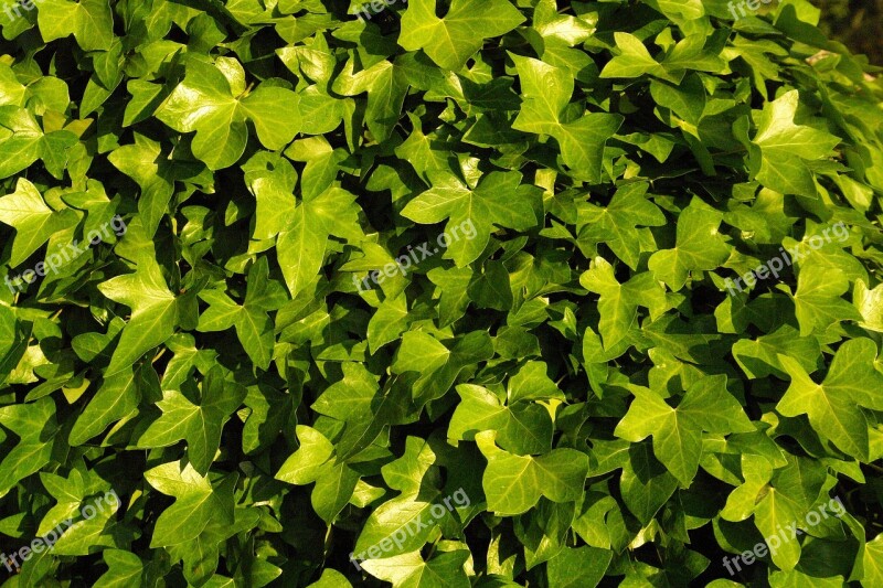 Ivy Vegetation Green Ivy Leaves Lush