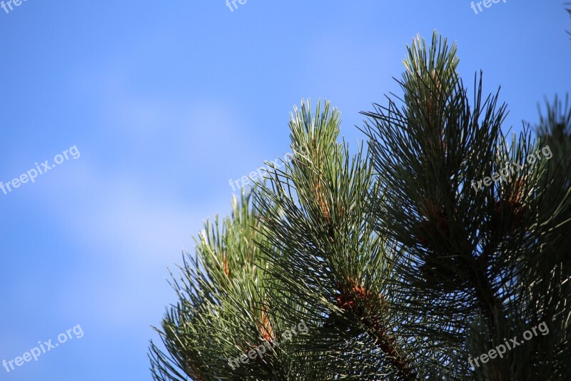 Pine Conifer Tree Needles Branch