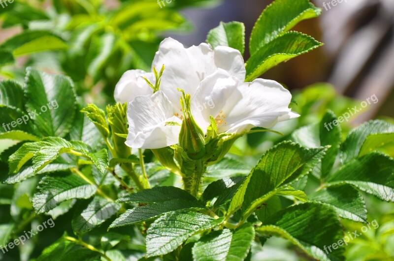 Brian Flower Rose Bush White Flower Free Photos