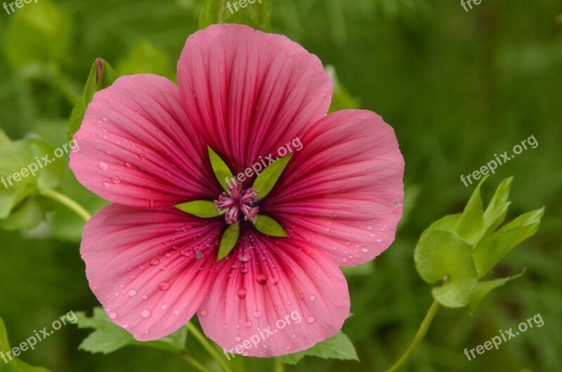 Nature Flower Rose Hollyhock Pink