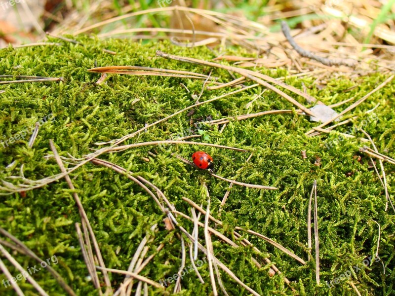 Nature Beetle Insect Summer Closeup