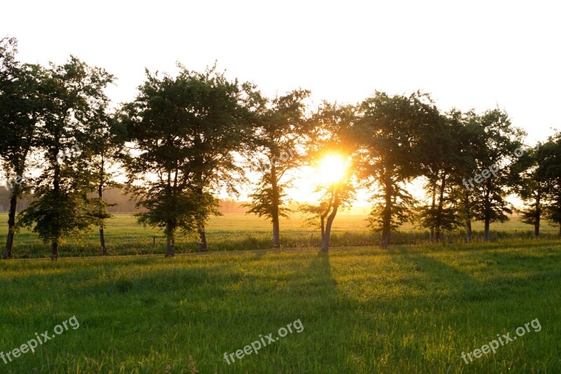 Evening Sun Trees Sunset Nature