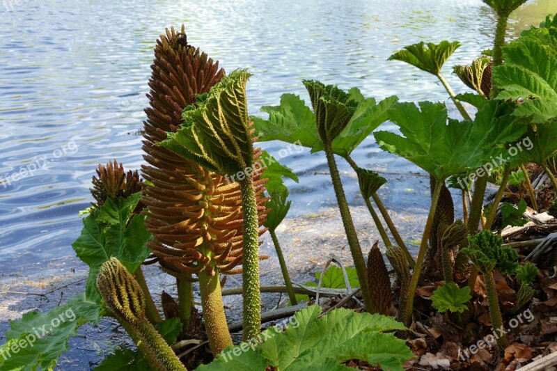 Water Plants Nature Green Spring