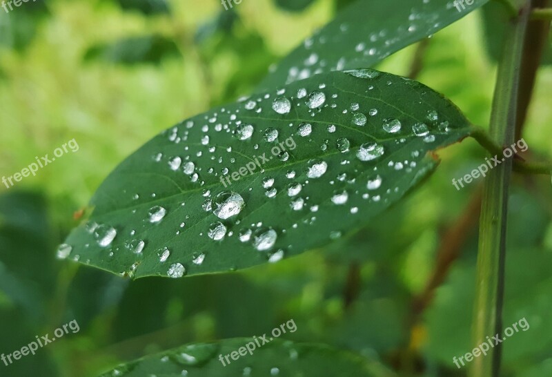 Leaf Leaves Wet Water Droplets