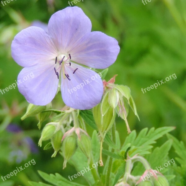 Blossom Bloom Flower Violet Nature