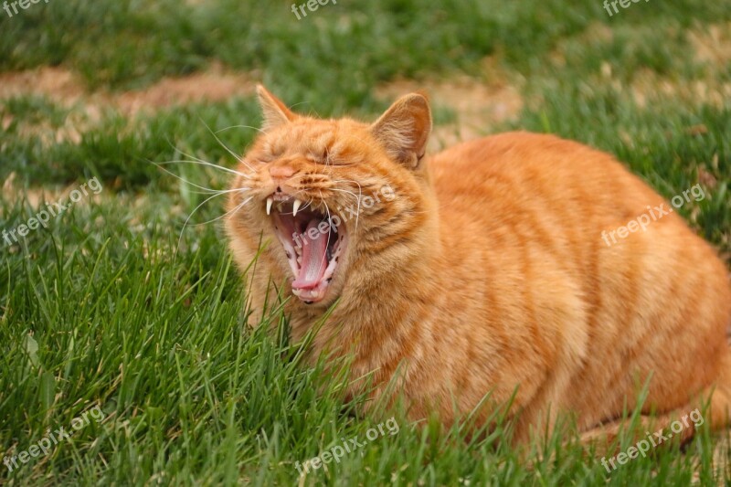 Cat Yawn Animal Pets Free Photos