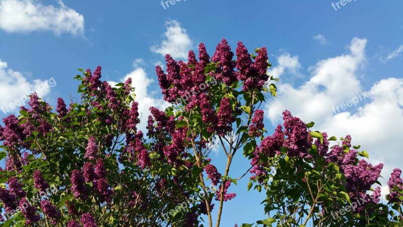 Pentecost Lilac Sky Free Photos