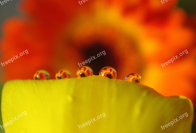 Drop Of Water Drip Water Flower Mirroring