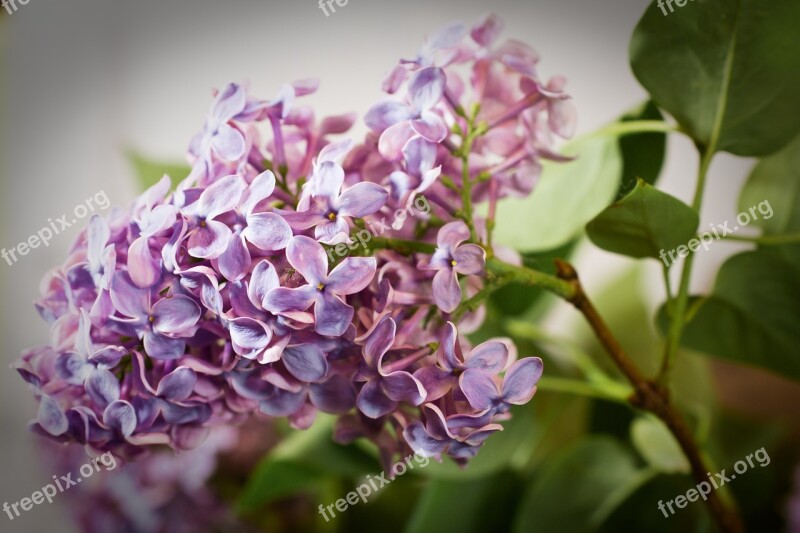 Lilac Syringa Bush Purple Violet