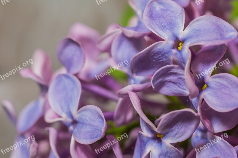 Lilac Syringa Bush Purple Violet