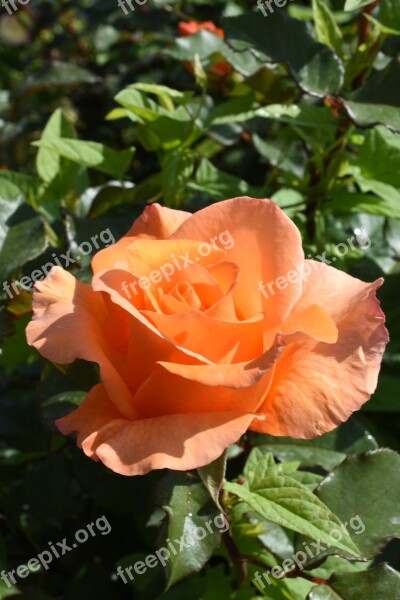 Rose Affix Orange May Hangang Park