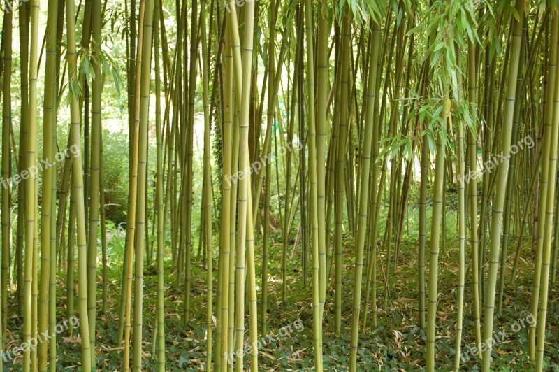 Color Green Bamboo Forest Structure