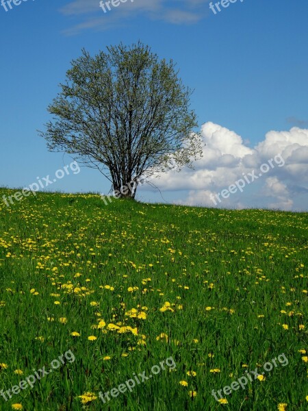 Tree Meadow Nature Landscape Green