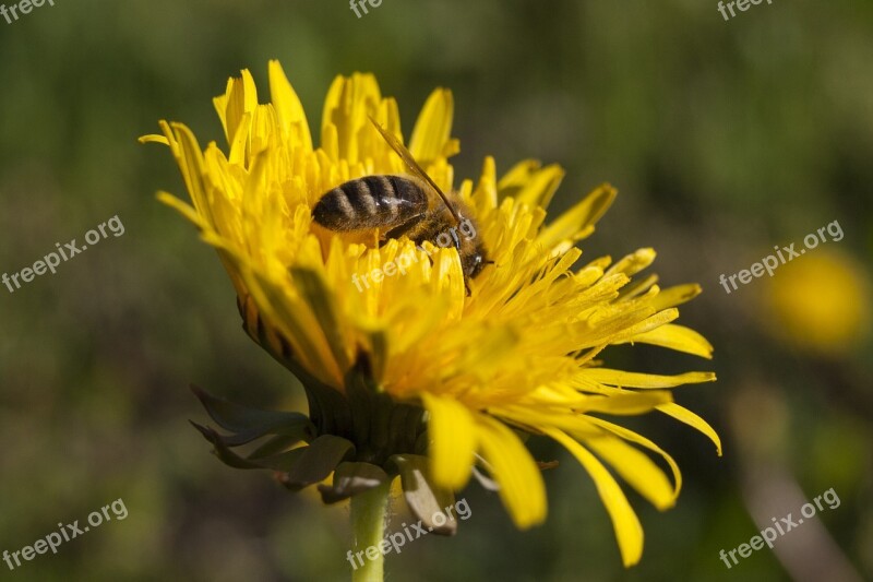 Flower Bee Pollen Blossom Bloom