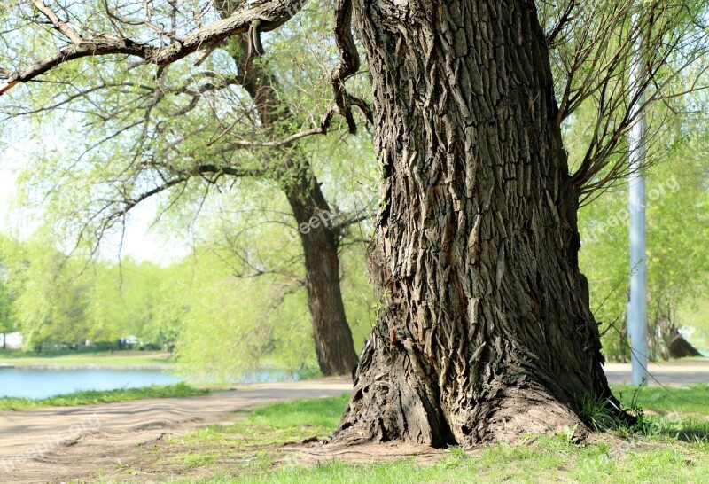 Willow Tree Trunk Bark Landscape