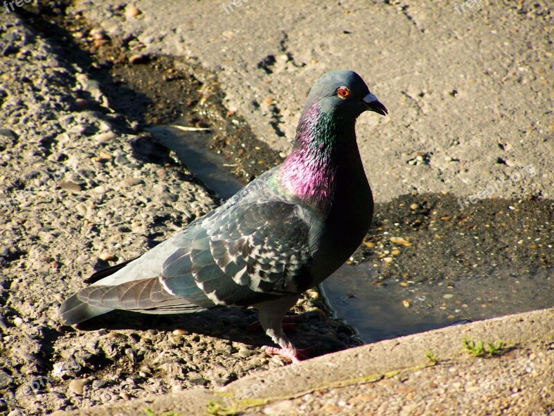 Urban Pigeon Bird Animal Free Photos