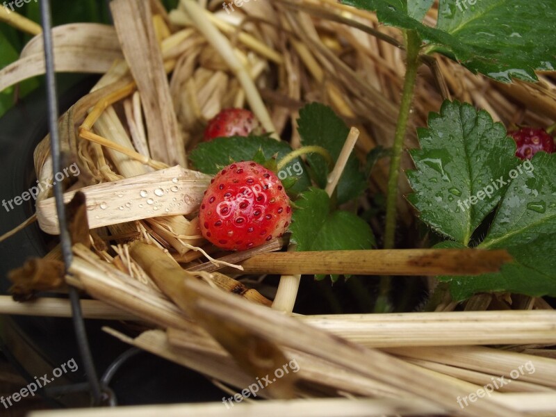 Strawberry Fruit Fang Free Photos