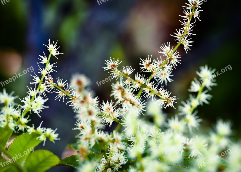 Makamaka Flower Plant Nature Spring