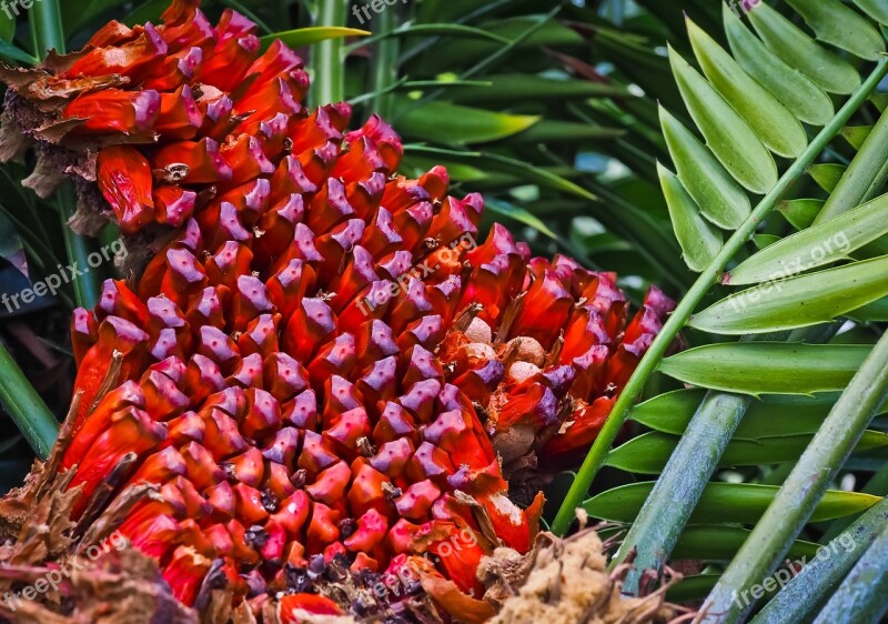 Cycads Palm Fern Living Fossil Resin Bitumen