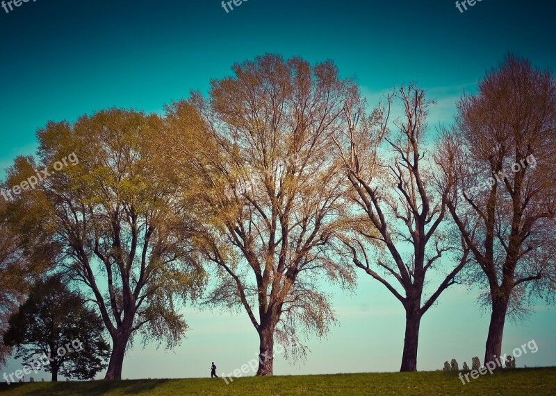 Nature Trees Landscape Meadow Sky