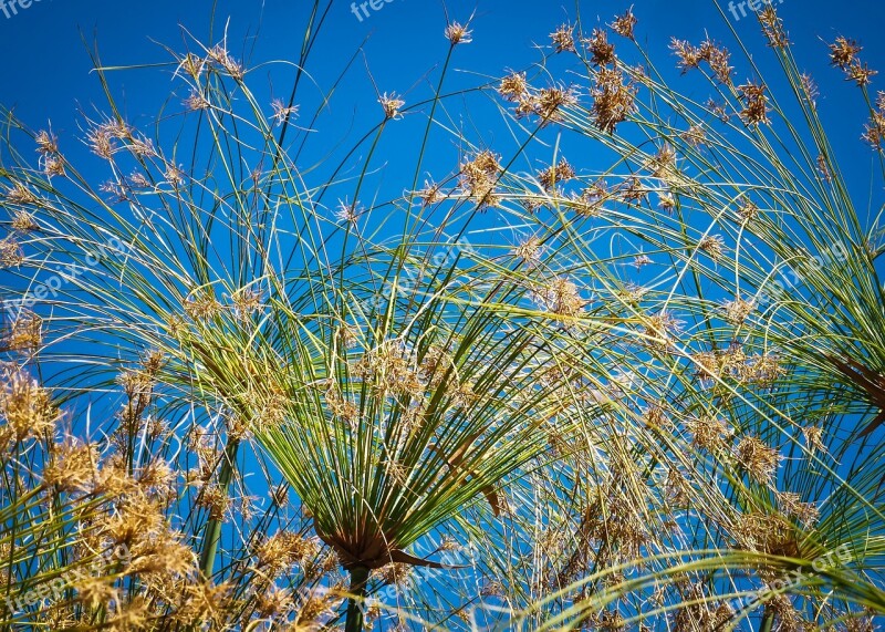 Papyrus Reed Plant Nature Grass