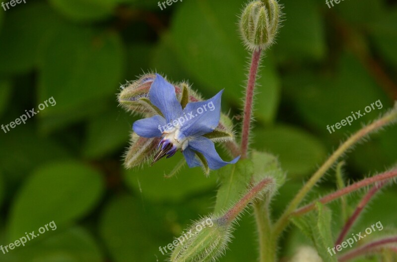 Nature Plant Green Blue Borage