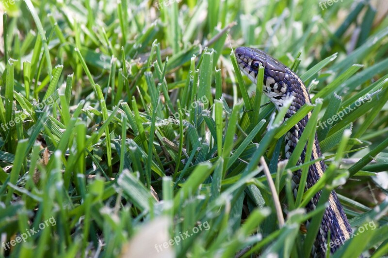 Snake In The Grass Garden Snake Green Wild Nature