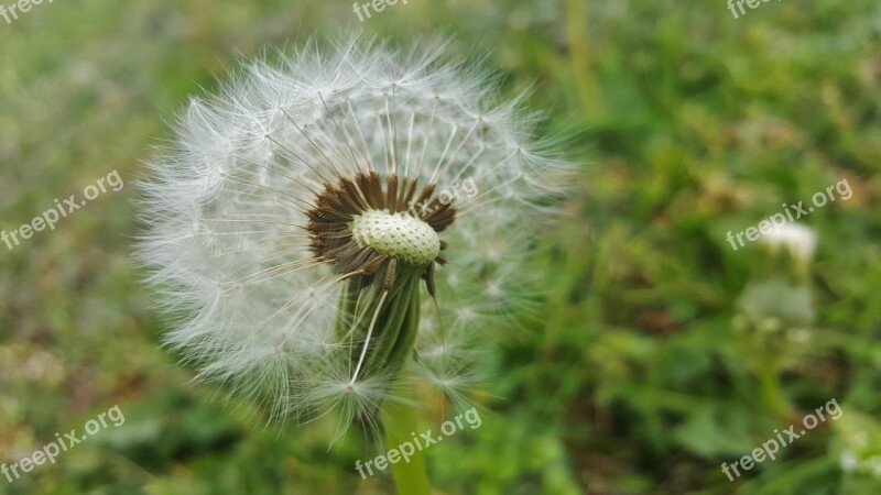 Dandelion Spores Seeds Blow Blowing