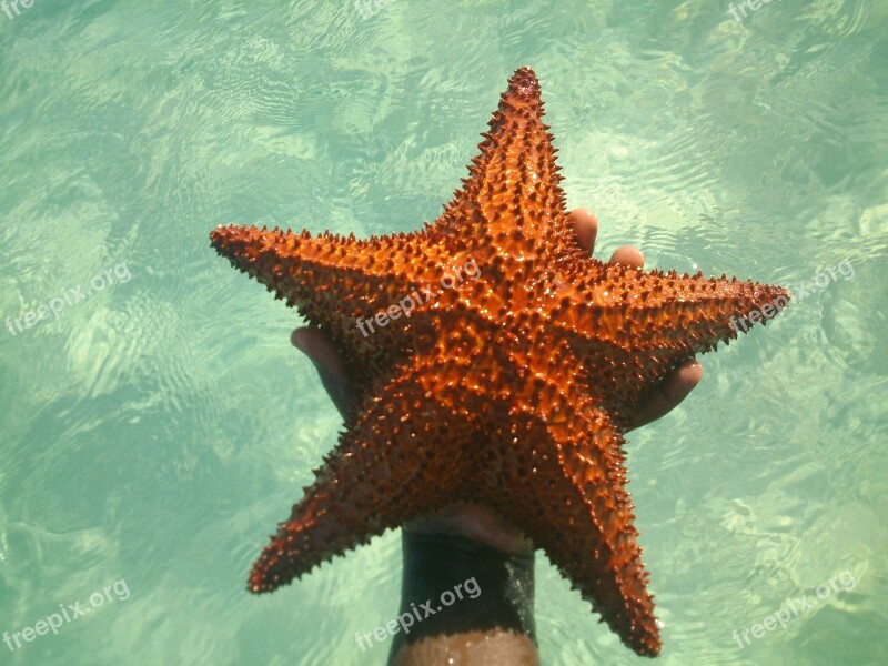 Star Sea Blue Sea Star Hand