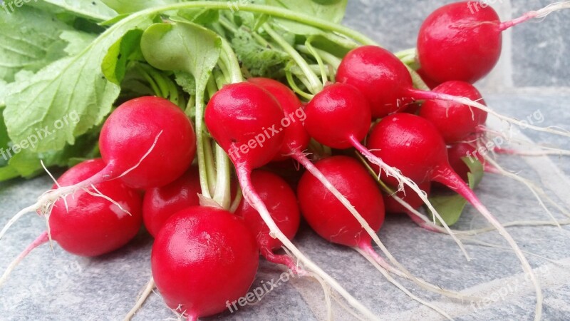 Vegetables Radish Fresh Home Cultivation