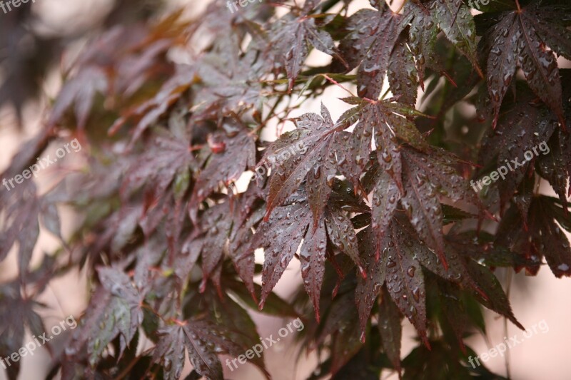 Non Autumn Leaves Raindrops Nature Wood