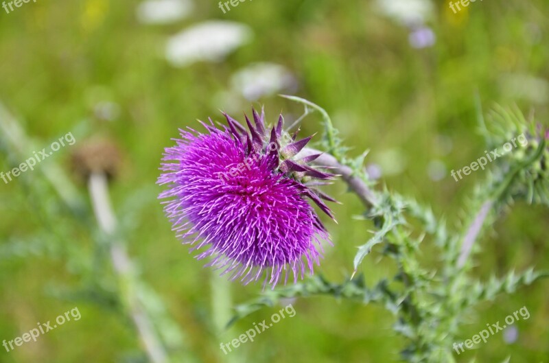 Milk Thistle Silybum Marianum Prickly Nature Blossom